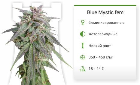 Blue Mystic fem (Nirvana Seeds)