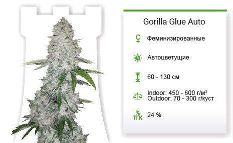 Gorilla Glue Auto от FastBuds