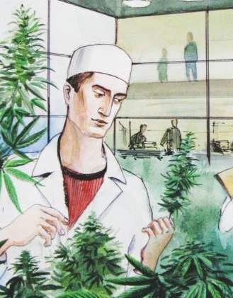 корень конопли в медицине