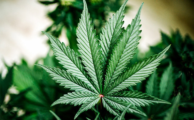 Внешний вид листа индики