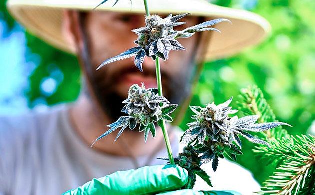 Урожай автоцветов