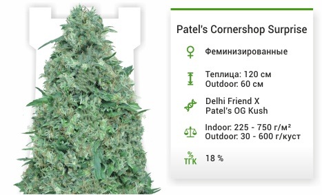 Patels Cornershop Surprise