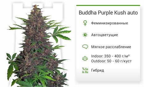 ​​Buddha Purple Kush auto fem (Buddha Seeds)