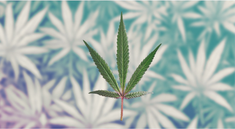 Лист рудералиса