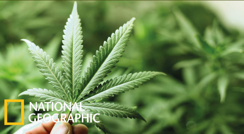 Внутреннее дело: Марихуана