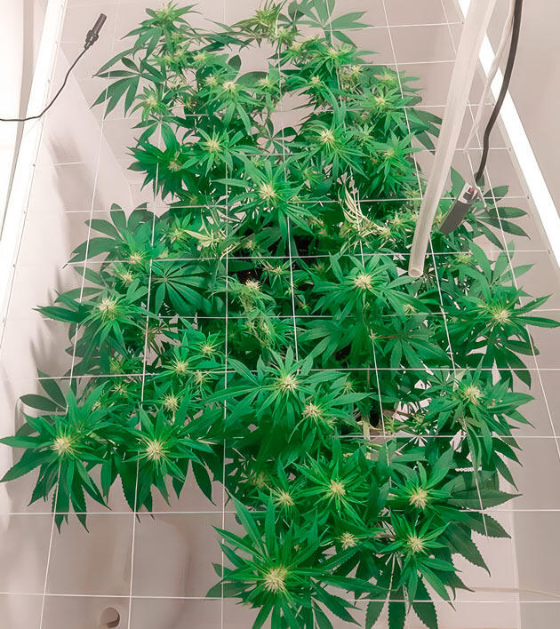 14 неделя сорта Glue Sherbet от AlphaFem Seeds
