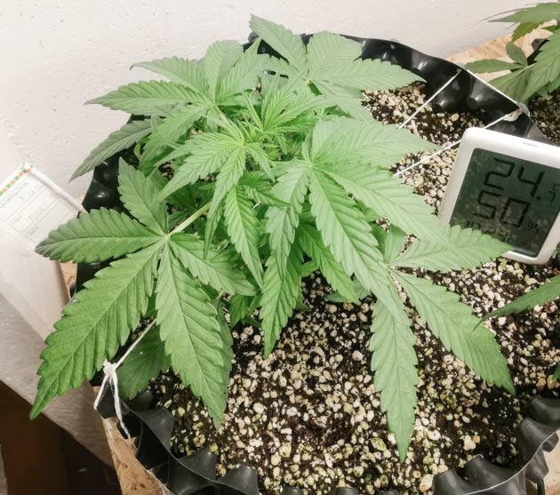 Куст Alpha 21 от AlphaFem Seeds на 3 неделе