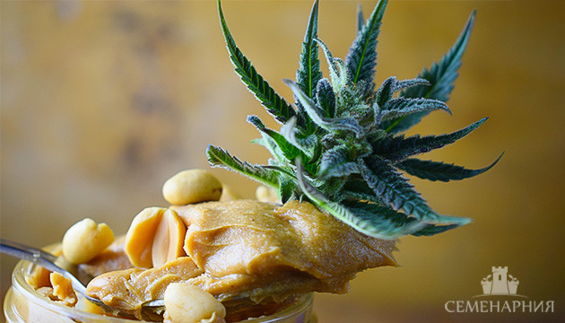 Арахисовая паста с каннабисом