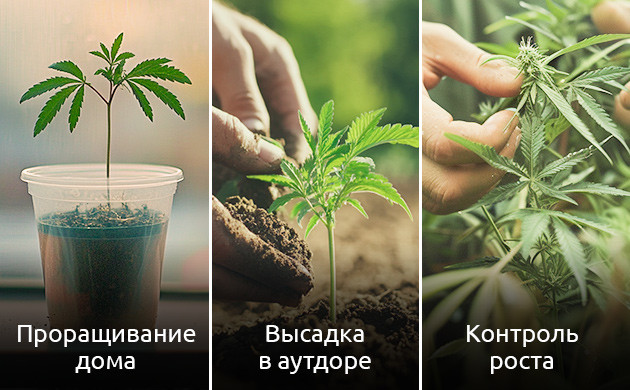 Этапы выращивания конопли в открытом грунте