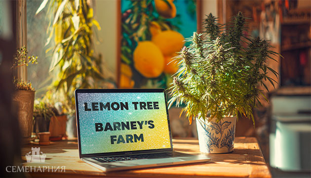 Выращивание сорта марихуаны Lemon Tree от Barney's Farm