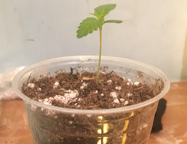 Росток Strawberry Amnesia