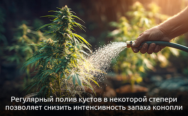 Почему конопля пахнет