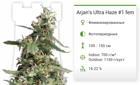 Arjan's Ultra Haze #1 fem