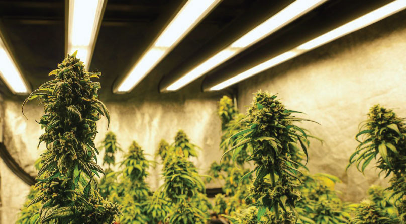 Освещение конопли