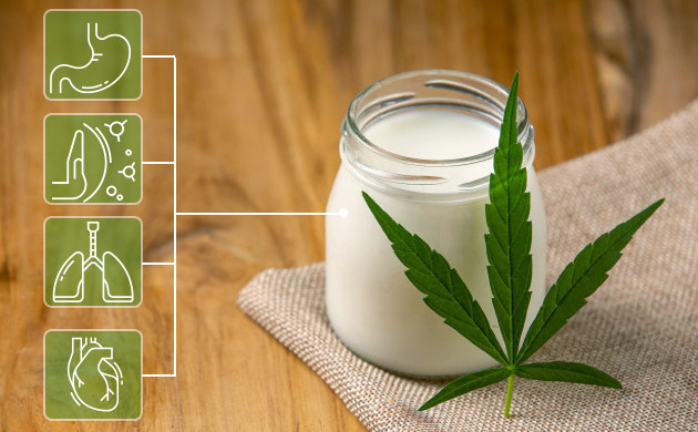 Полезные свойства молока из семян конопли