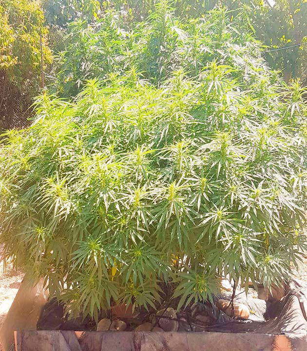 Куст Runtz Muffin от Barney's Farm на 23 неделе