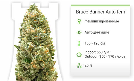 Bruce Banner Auto от Monster Genetics