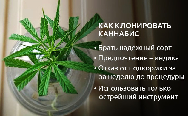 Выбор сорта и условия для клонирования конопли Как клонировать коноплю