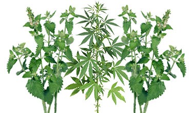 Замаскируйте растения