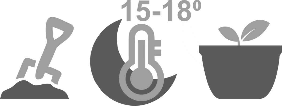 условия для крепкого корня конопли