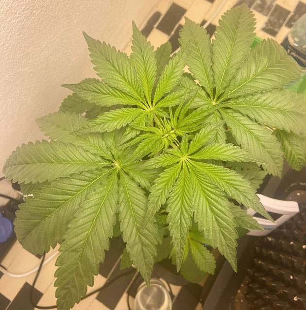 Куст Chemical Bride от GHS ростом 30 см