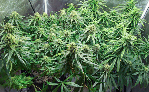 Развитие кустов на 9 неделе