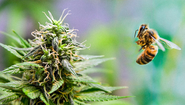 Пчелы Николаса Дрессировщика пчёл