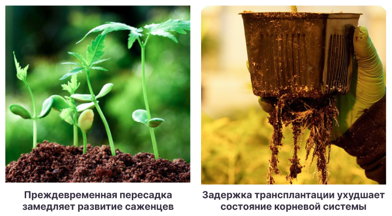 Время пересадки саженцев