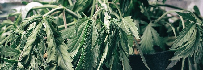 Водный стресс конопли от недолива