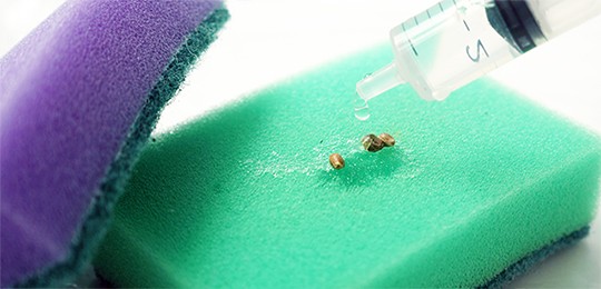 Замачивание семян каннабиса на губке