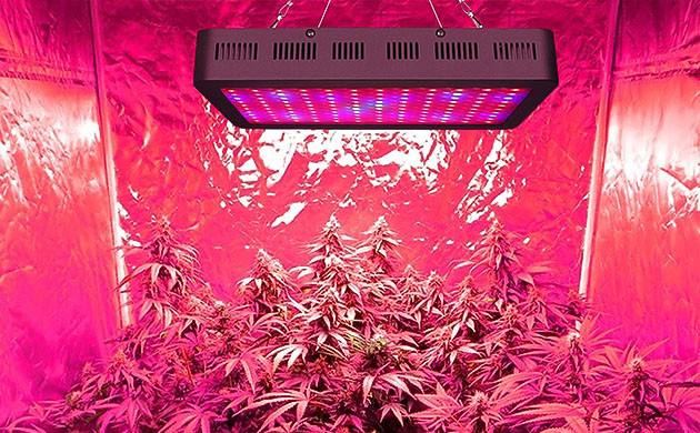 Конопля под LED лампой