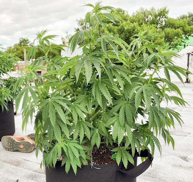 Куст конопли на 7 неделе выращивания