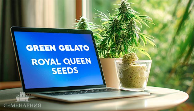 Выращивание сорта конопли Green Gelato от Royal Queen Seeds