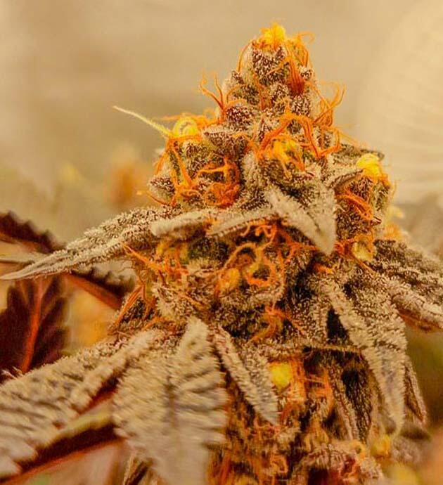 15 неделя сорта Poddy Mouth