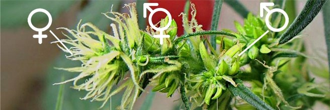 Что такое самоопыление марихуаны