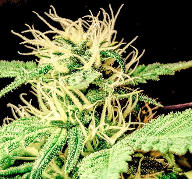 Куст Green Gelato от RQS на стадии цветения