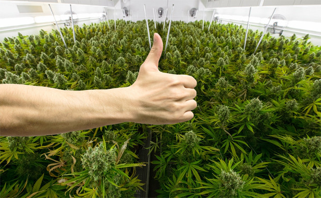 Кусты конопли в теплице