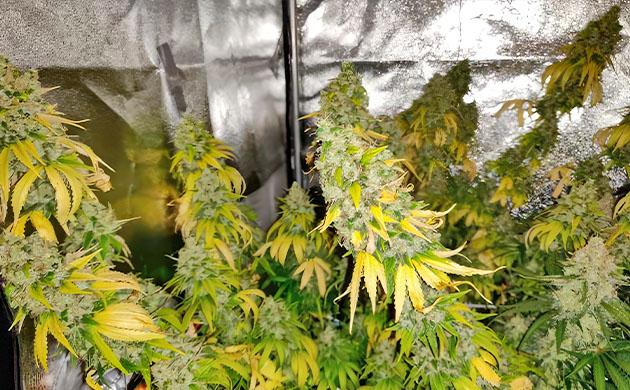 LSD от Barney's Farm