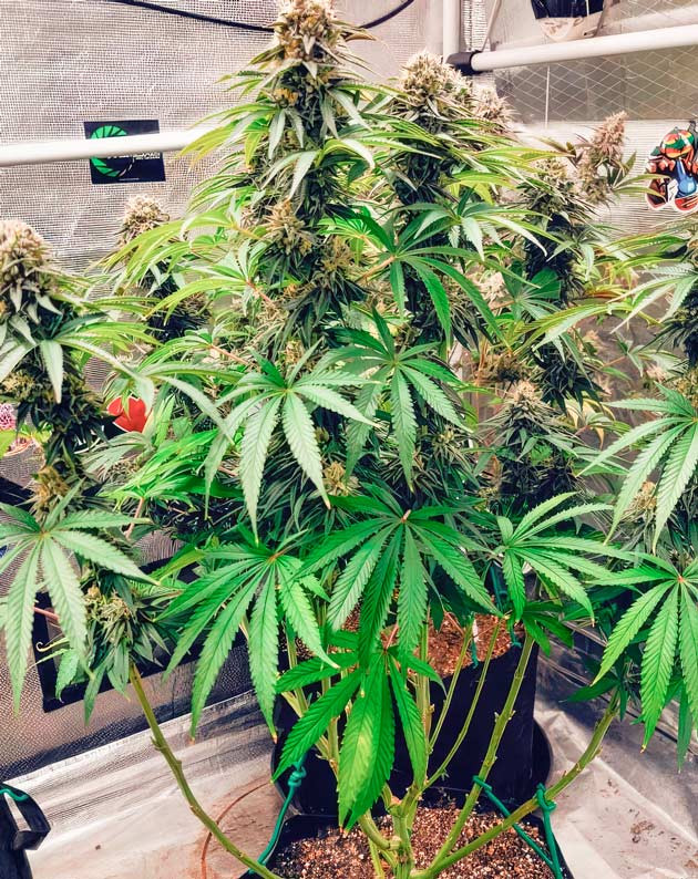 Куст DDoS #33 на 12 неделе выращивания