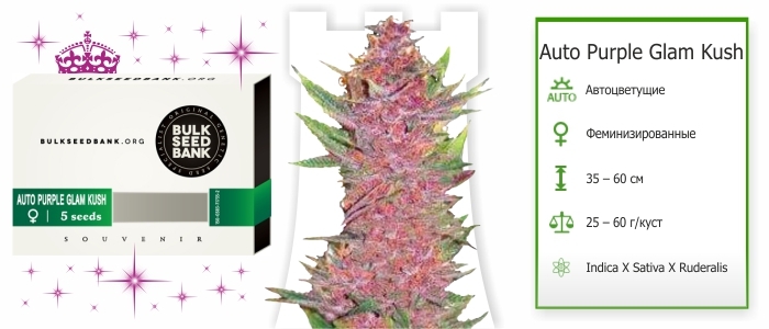 Auto Purple Glam Kush