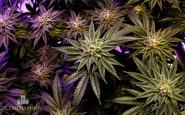 Цветущие кусты