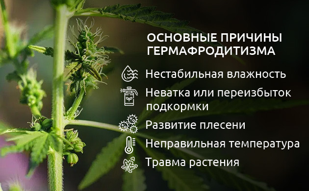Основные причины гермафродитизма конопли