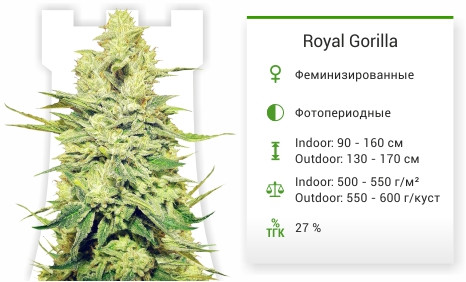 Royal Gorilla от Royal Queen Seeds