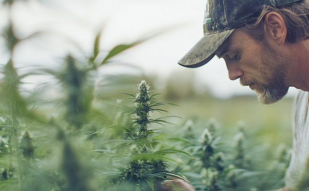 Уход за коноплей в аутдоре