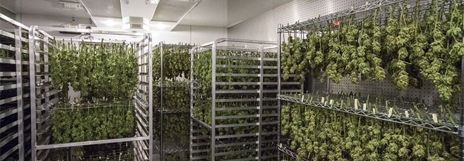 Сушка урожая конопли