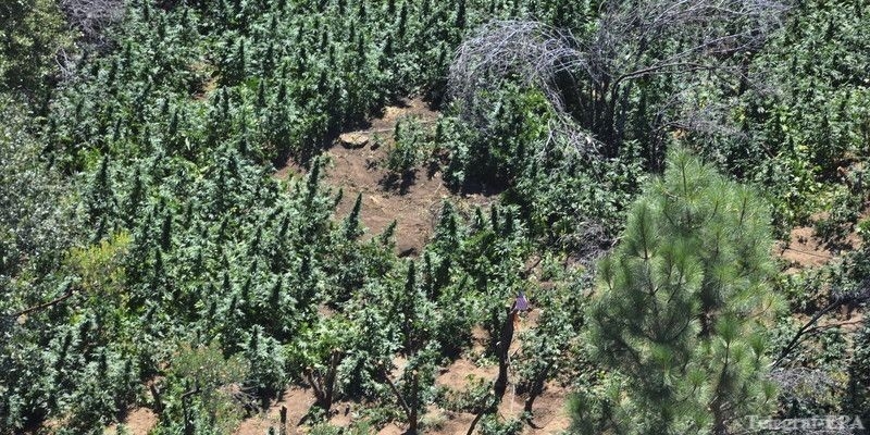 поле конопли