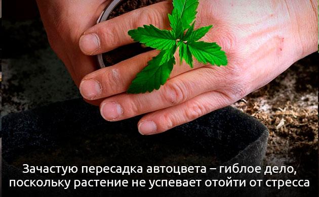 Воздействие пересадки и высокострессовых тренировок