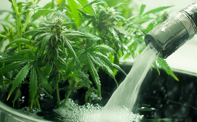 Как подготовить коноплю к сбору урожая