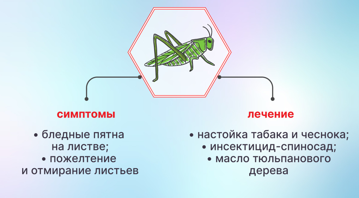 Цикады на конопле