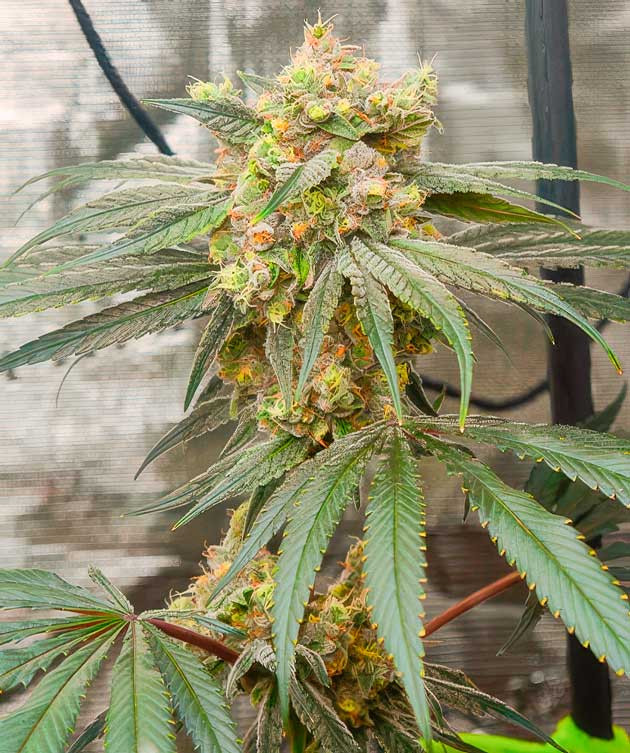 Куст Banana Punch от Barney's Farm на 14 неделе